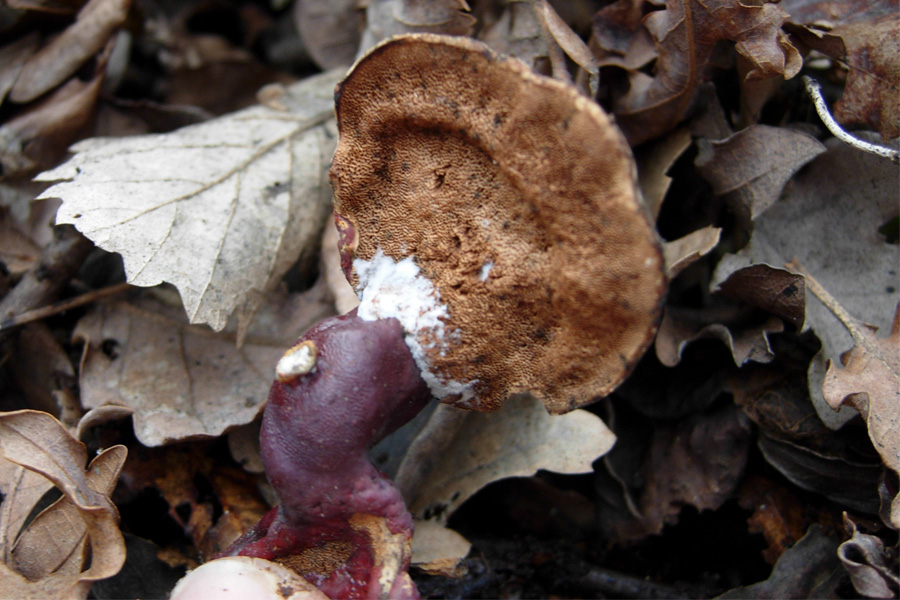 Ganoderma lucidum ed altre conferme (?)